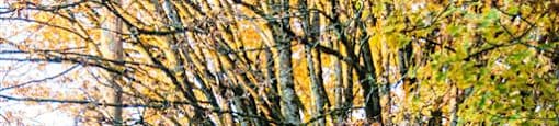 Trees with leaves changing colours