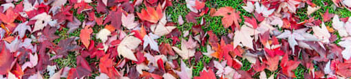 Leaves on ground