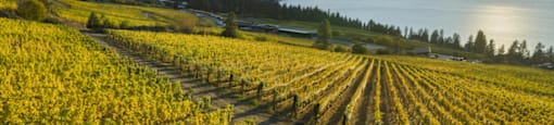 Kelowna Winery, a vineyard with a lake and mountains nearby The Ambrosi Apartments