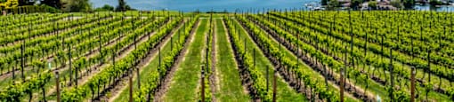 a vineyard with a lake and mountains in the background