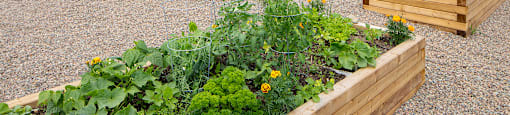 a vegetable garden in a gravel area with a hill in the background