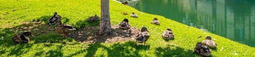 a group of ducks sitting on top of a grass covered field