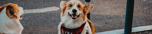Two dogs, one wearing a bandana and the other a bandana and a red band, are sitting on a sidewalk.