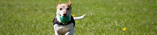 A dog is running with a green ball in its mouth.
