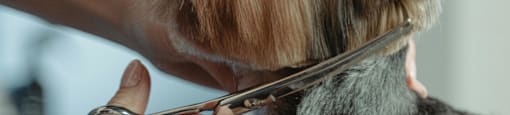 A dog being groomed by a person using scissors.