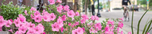 Pink flowers in the foreground with a cyclist in the background.