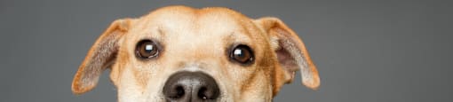 a brown and white dog looking at the camera