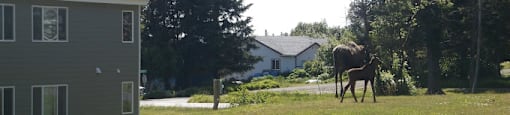 moose grazing on apartment grounds at Conifer Woods Apartments, Homer, AK