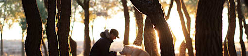 Person and a dog are playing in the sunlight between trees.