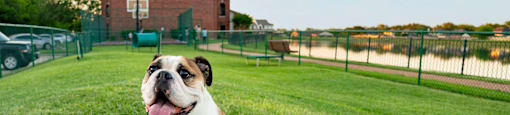 a dog sitting on a grassy field in front of a building
