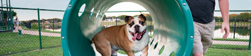 a dog going down a slide with a man in the background