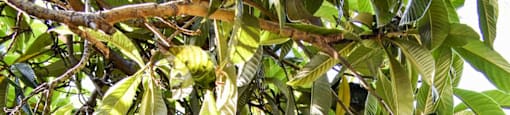 Tropical landscaping