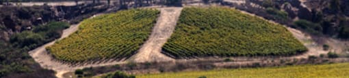 a field of crops with vineyards in the background