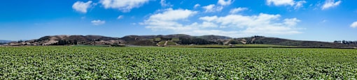 a field of crops with mountains in the background