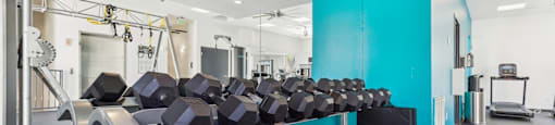 A fitness center with a row of black dumbbells on a rack.