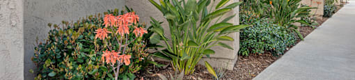 beautiful landscaping at Terrace Gardens Apartment Homes, Escondido