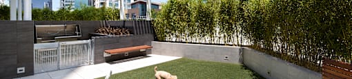 Two dogs playing in a grassy area with a white pergola in the background.