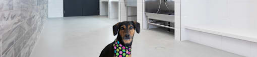 a dog wearing a bandana sits in the middle of a white room