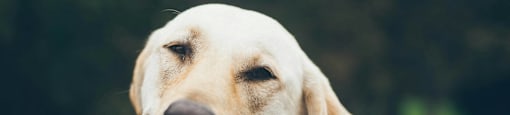 a yellow labrador retriever in the back of a car