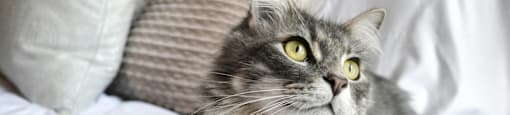 a gray and white cat laying on a bed