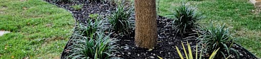 A tree in a landscaped area with a black mulch border.