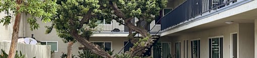 A tree in front of a white building with a balcony.