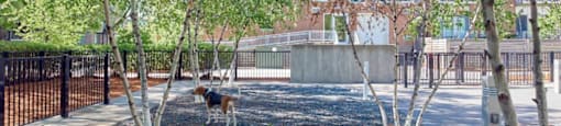 A dog is walking through a park with trees and a fence.