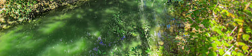 a river flowing through a forest with trees