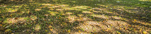 a park with trees and grass with a house in the background