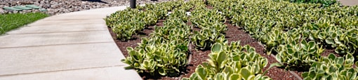 A row of green plants grow in a garden bed between two apartment buildings.