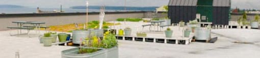 a group of potted plants sitting on top of a roof