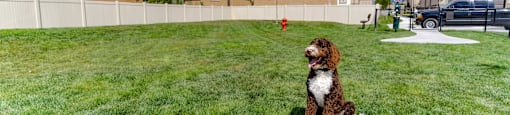 a dog sitting on a rock in a yard at Arcadia Townhomes, Roy Utah