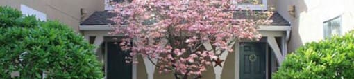 a tree with pink flowers in front of a building