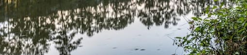 A serene lake surrounded by trees with a fountain in the middle.