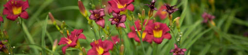 You will love the wildflowers found around our community