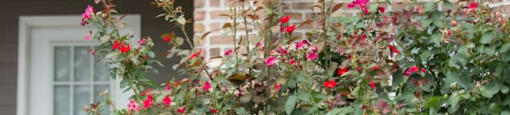 Flowers around our beautifully maintained grounds