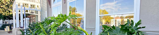 A row of green plants in front of a building.