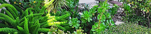 A garden with a variety of plants and a white house in the background.