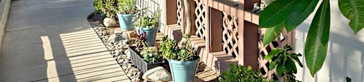 A row of potted plants line a sidewalk.