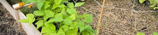 Community Garden