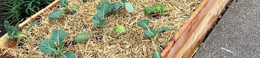 A wooden raised garden bed with plants growing in it.
