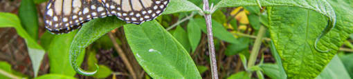 a monarch butterfly on a flower