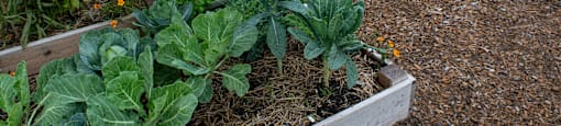 Windridge Apartment Garden Boxes