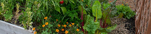 Windridge Apartment Garden