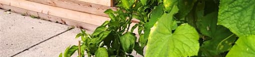 Community Garden