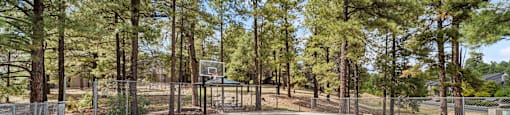 A basketball court surrounded by tall pine trees.