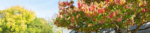 A tree with red flowers is in the foreground of a pathway.