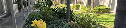 a courtyard with flowers and palm trees