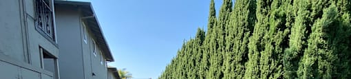 a street with trees on both sides and a clear blue sky