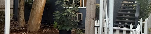 A tree in a pot is in front of a grey building.